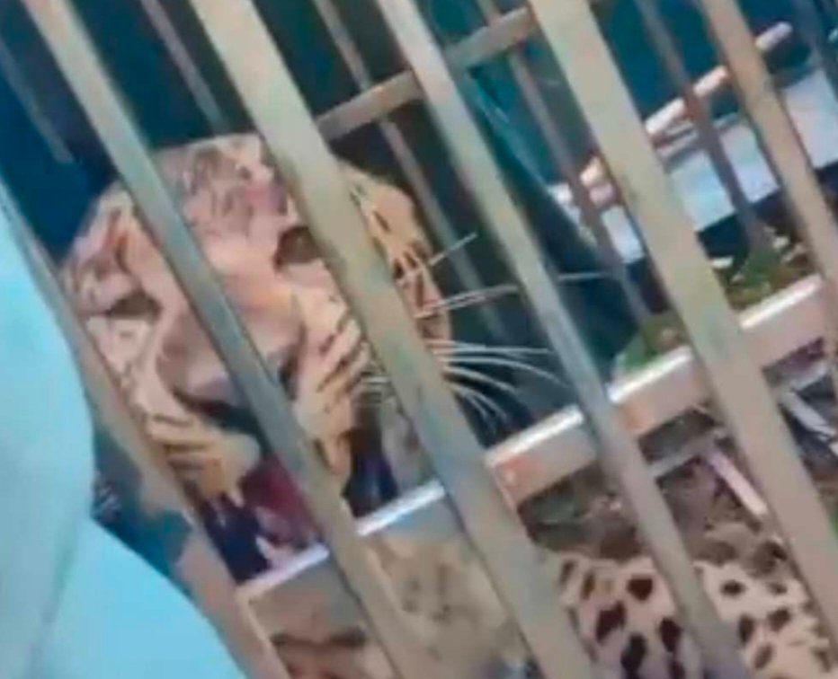 बालिका पर हमले के बाद रेस्क्यू किया गया गुलदार रातभर जीवित रहा, सुबह वन विभाग कार्यालय में मिला मृत।